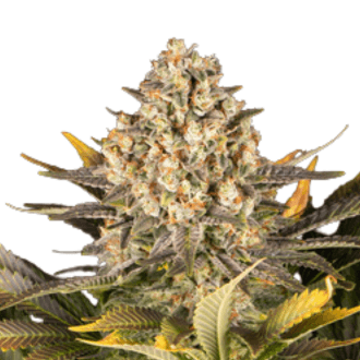 Cannabis der Sorte Banana Punch