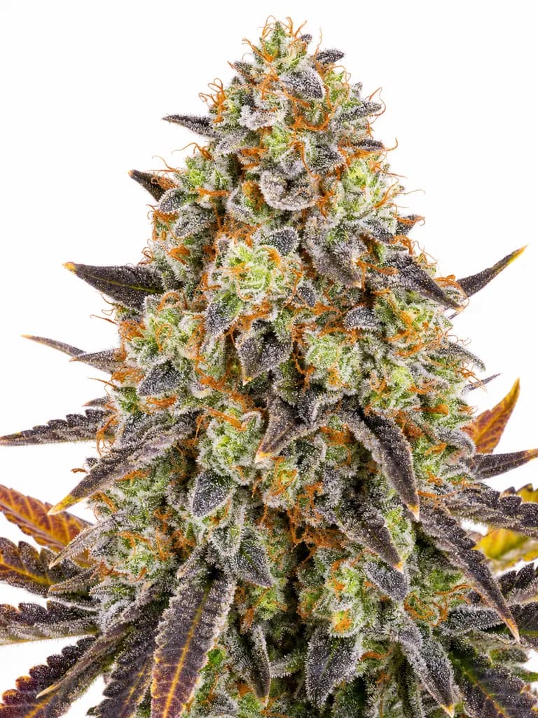 Cannabis der Sorte Banana Punch x GG4
