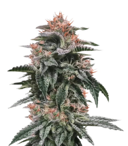 Cannabis der Sorte Banana Sorbet