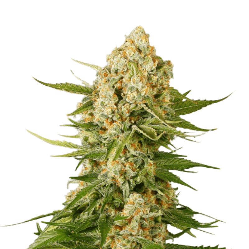 Cannabis der Sorte Banana Split