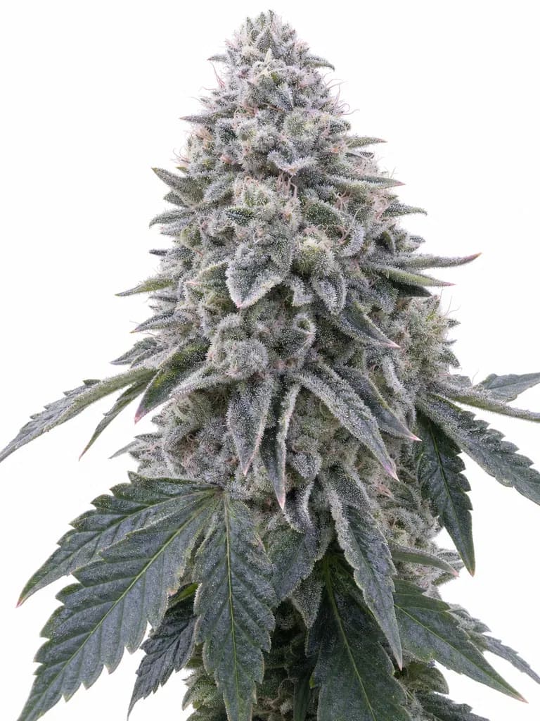 Cannabis der Sorte Banana Tsunami