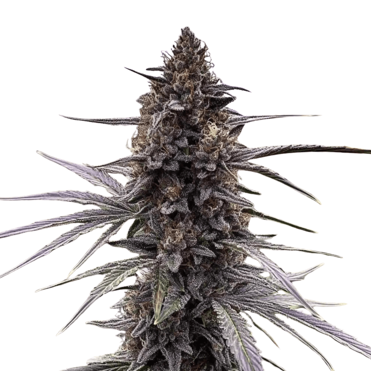Cannabis der Sorte Bananaconda #4