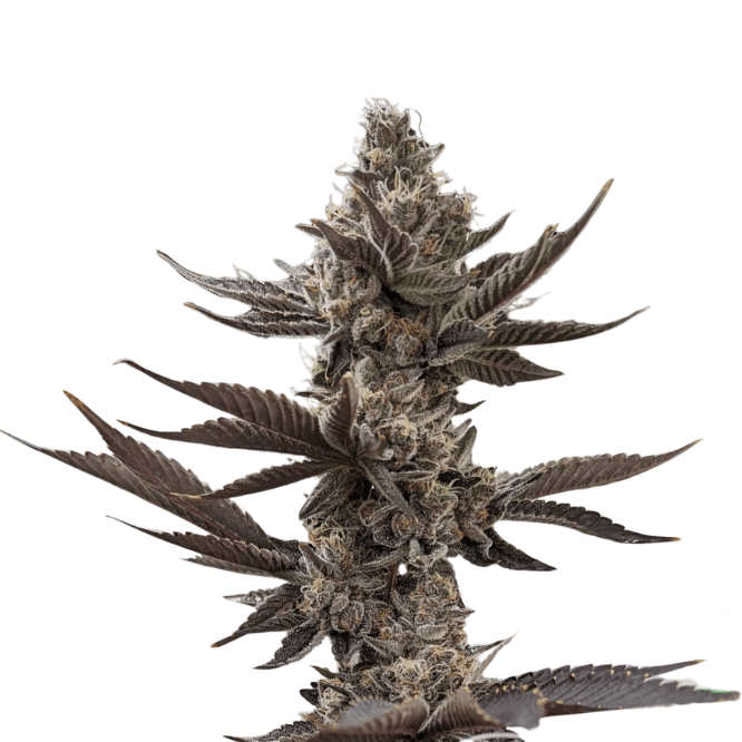 Cannabis der Sorte Bananaconda