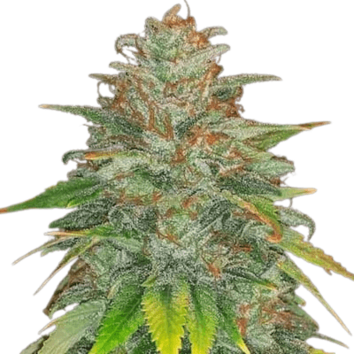 Cannabis der Sorte Bananimal