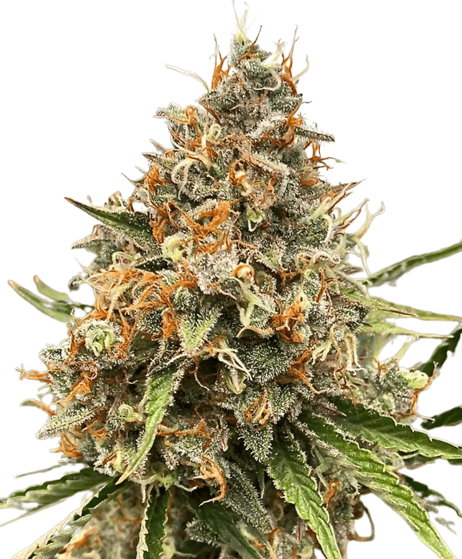 Cannabis der Sorte Banjerine