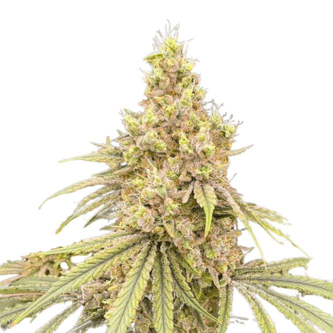 Cannabis der Sorte Banjo