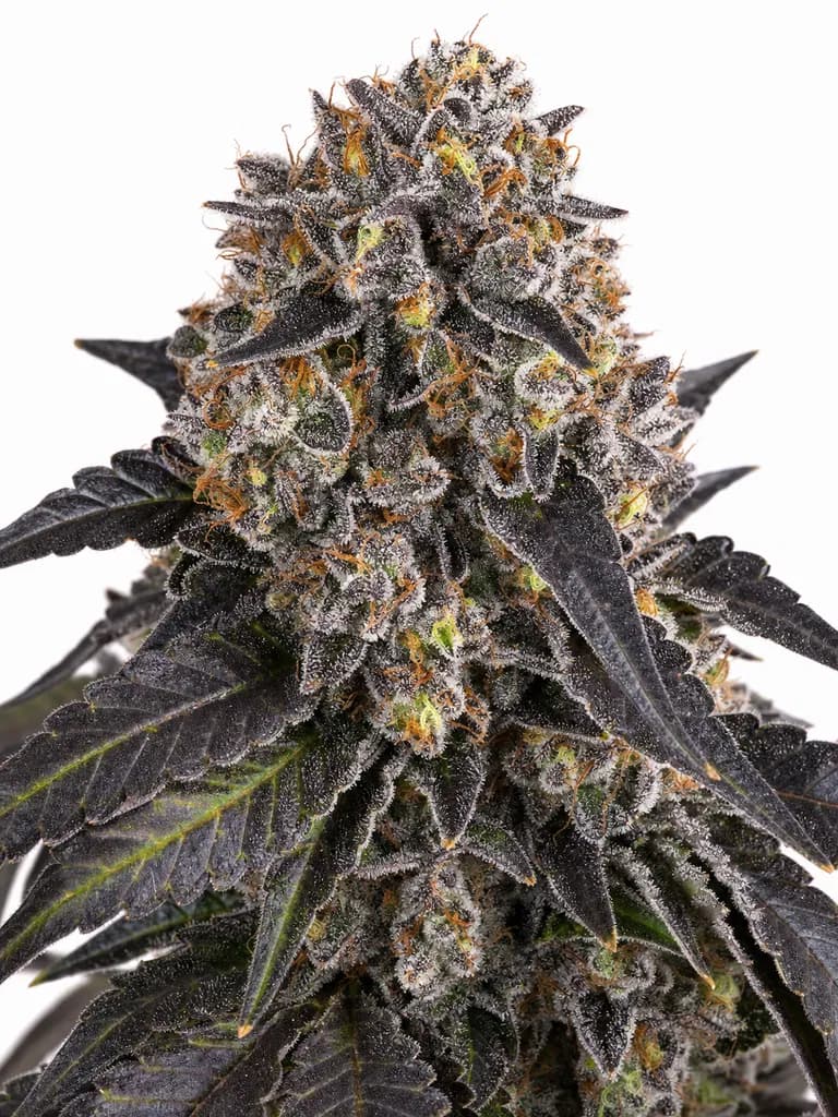 Cannabis der Sorte Barely Legal