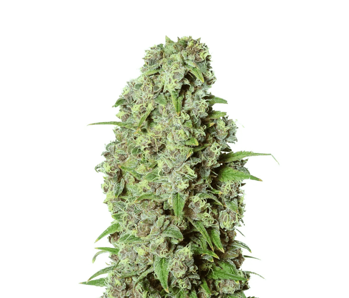 Cannabis der Sorte Bashengo