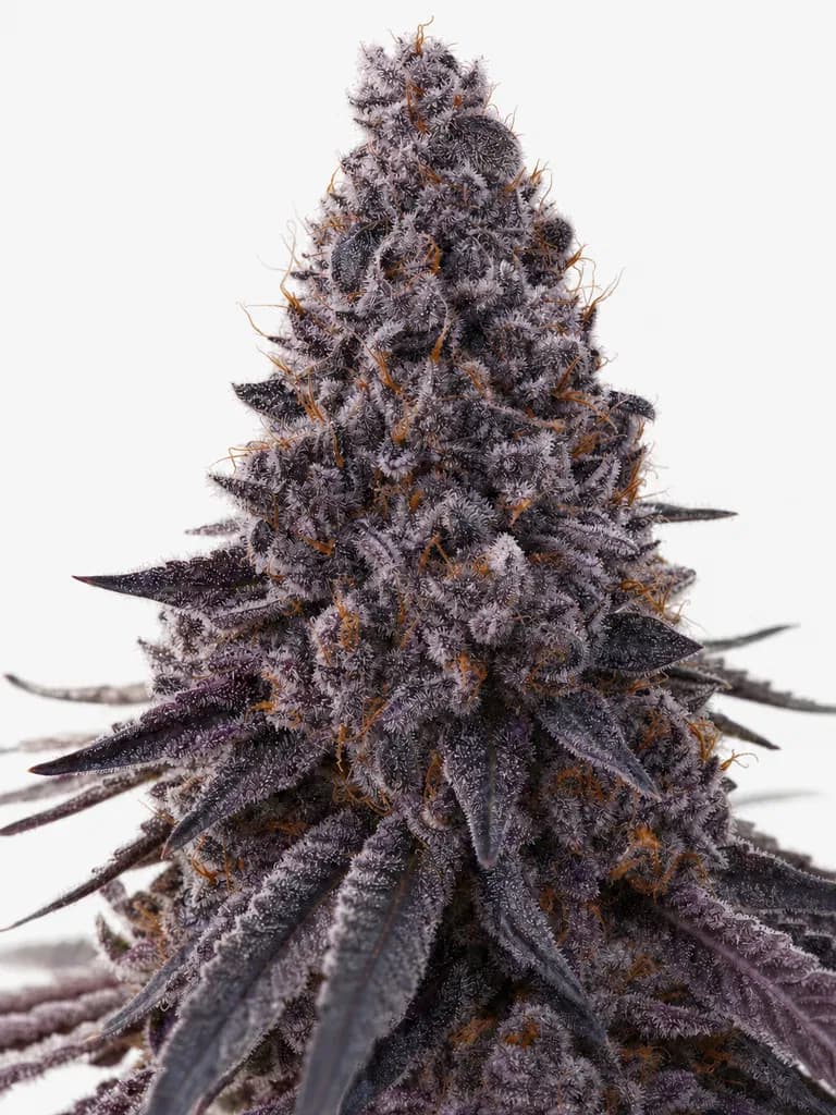 Cannabis der Sorte Basotho Even