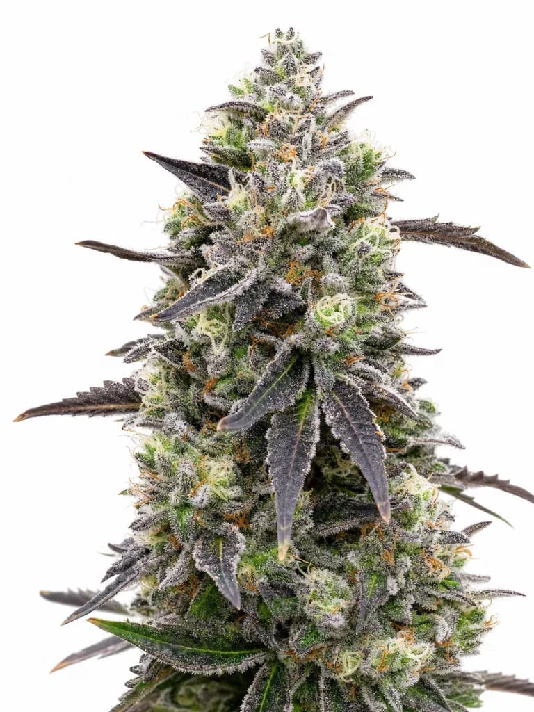 Cannabis der Sorte Beach Crasher