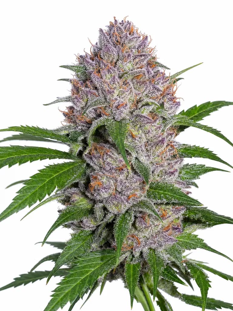 Cannabis der Sorte Bereshit