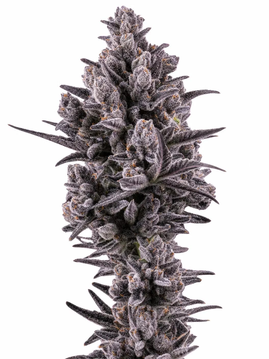 Cannabis der Sorte Berlin Berries