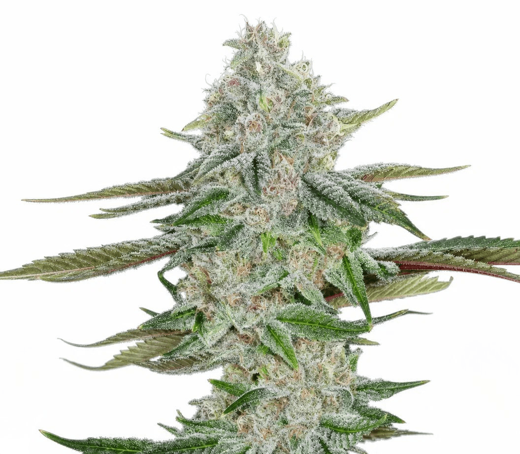 Cannabis der Sorte Berry Blitz
