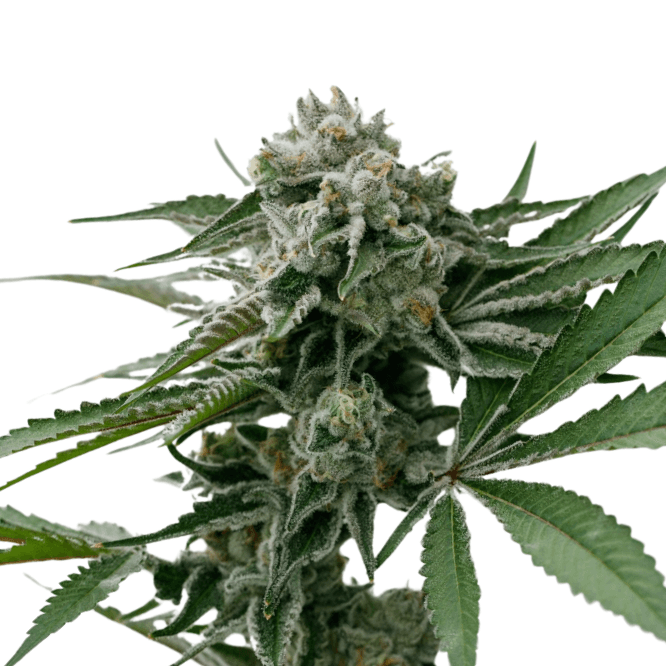 Cannabis der Sorte Berry Cream Puff