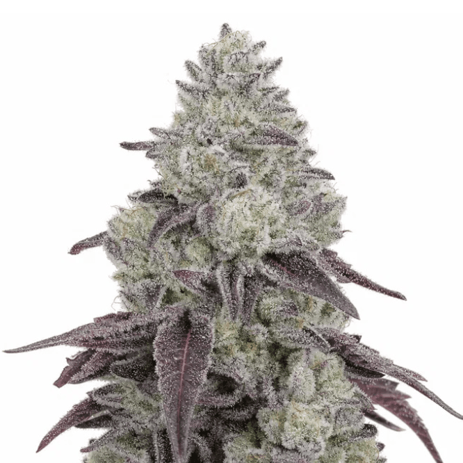 Cannabis der Sorte Beta 808