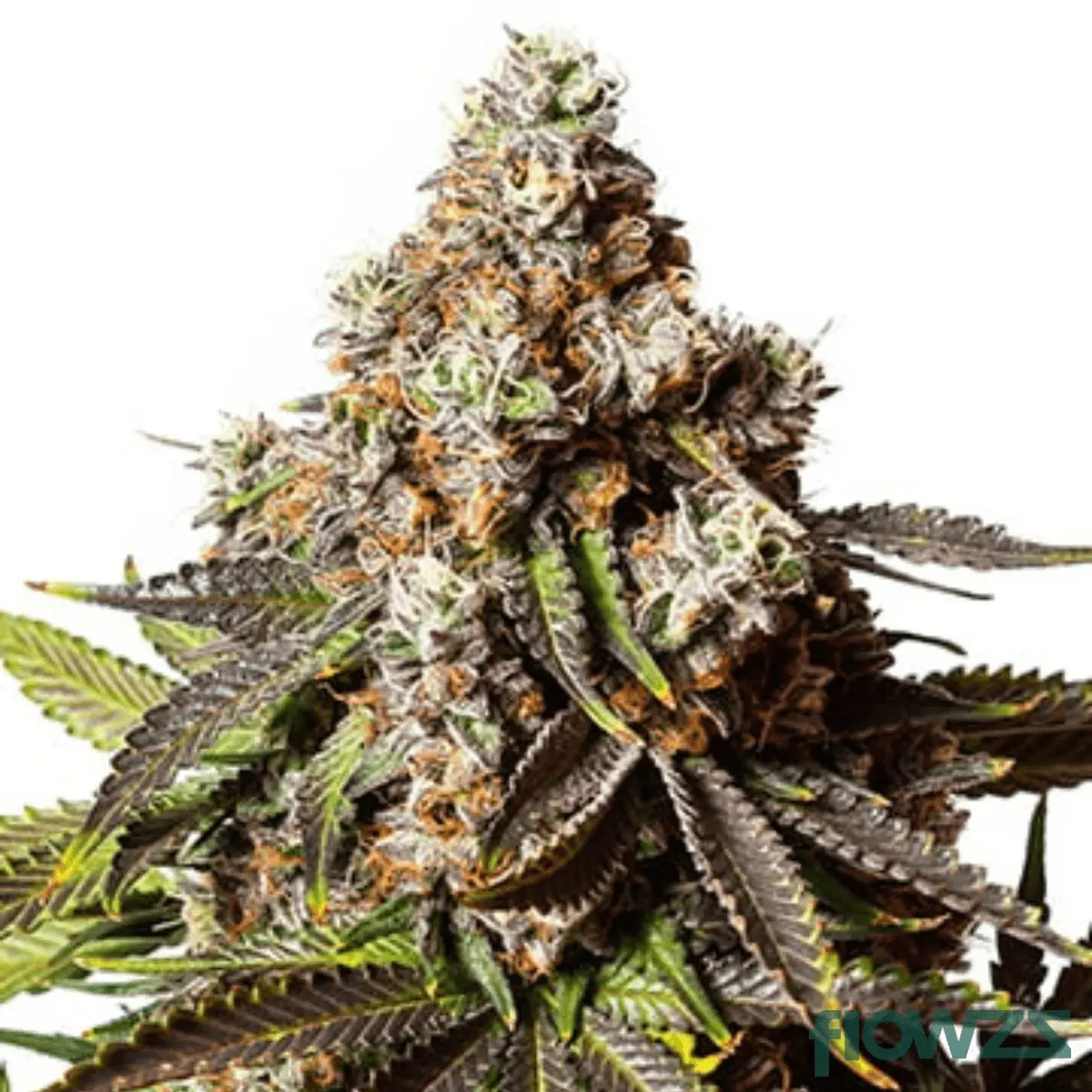Cannabis der Sorte Better Than Your Gary Payton