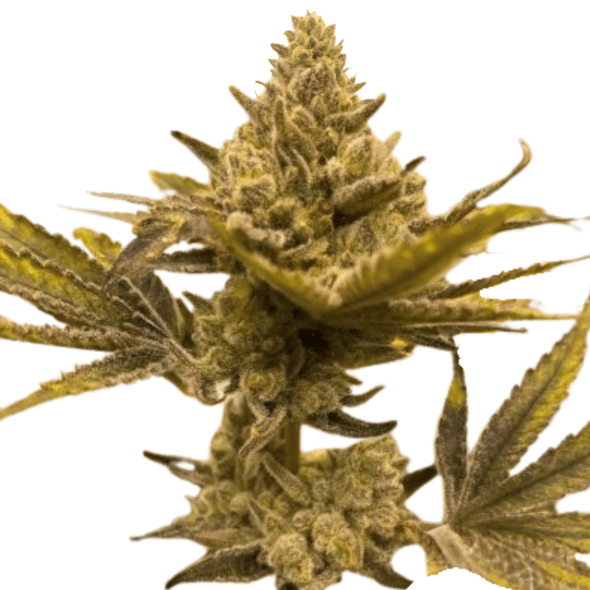 Cannabis der Sorte Bifrost