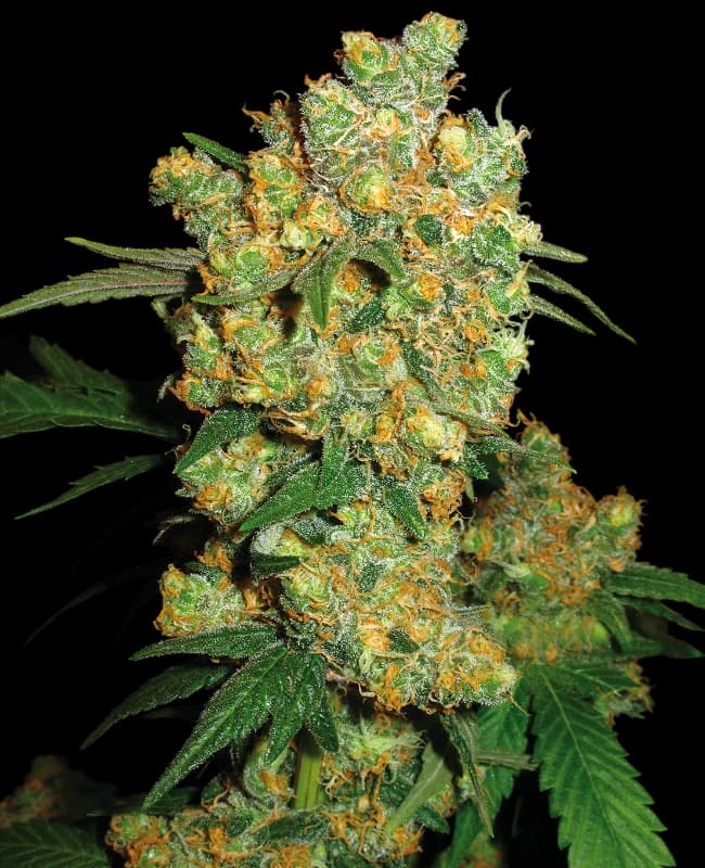Cannabis der Sorte Big Bud