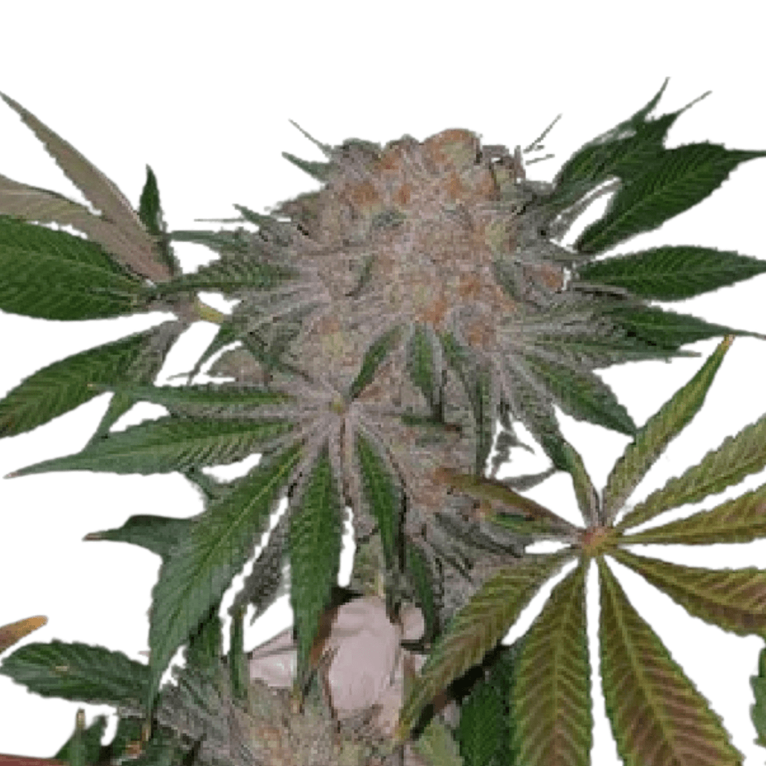 Cannabis der Sorte Big Buddha Cheese