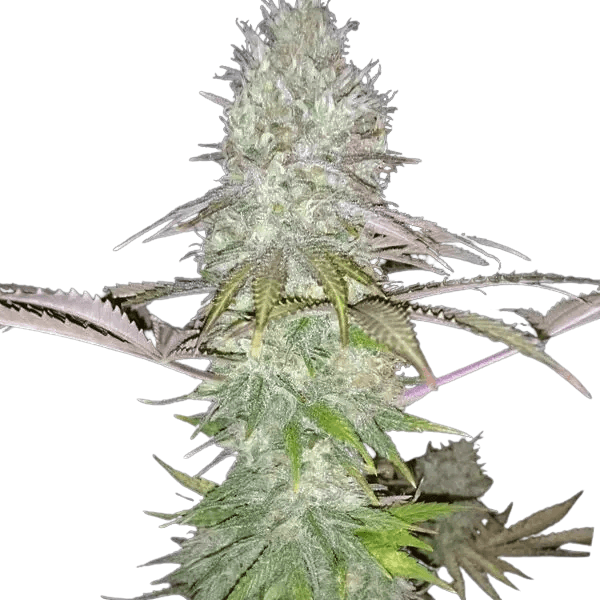 Cannabis der Sorte Big Jack