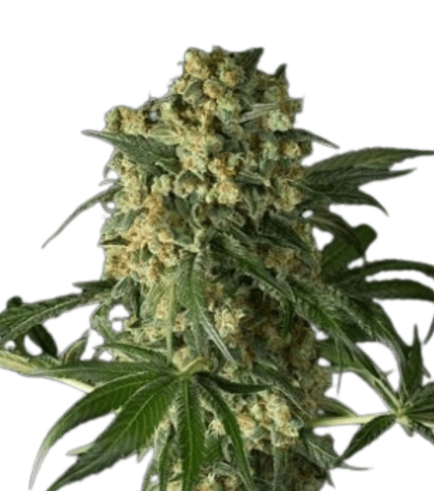 Cannabis der Sorte Big Kush