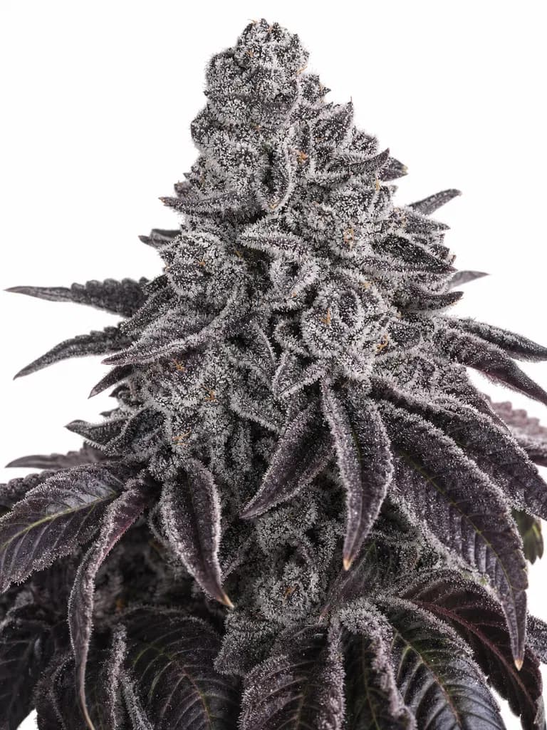 Cannabis der Sorte Big Purple Dragon
