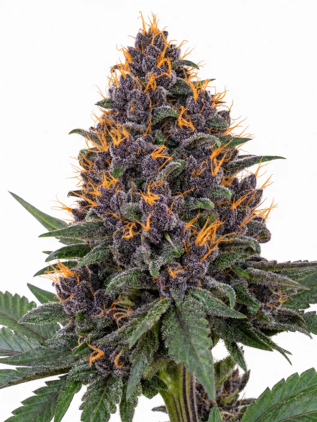 Cannabis der Sorte Big Red Beard