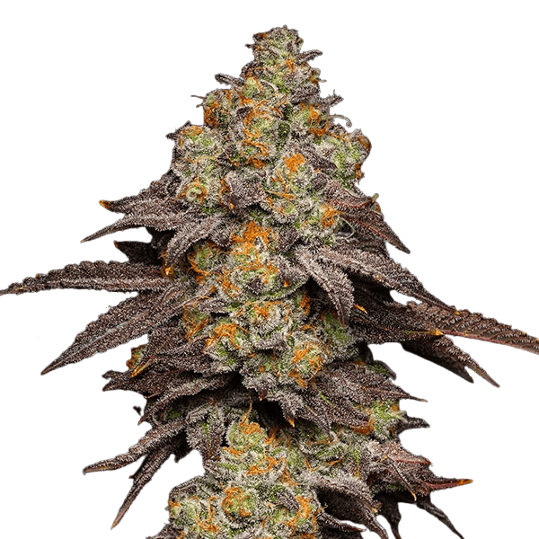 Cannabis der Sorte Big Z