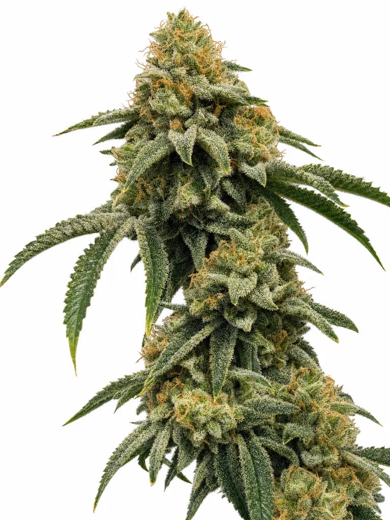 Cannabis der Sorte Birthday Cake
