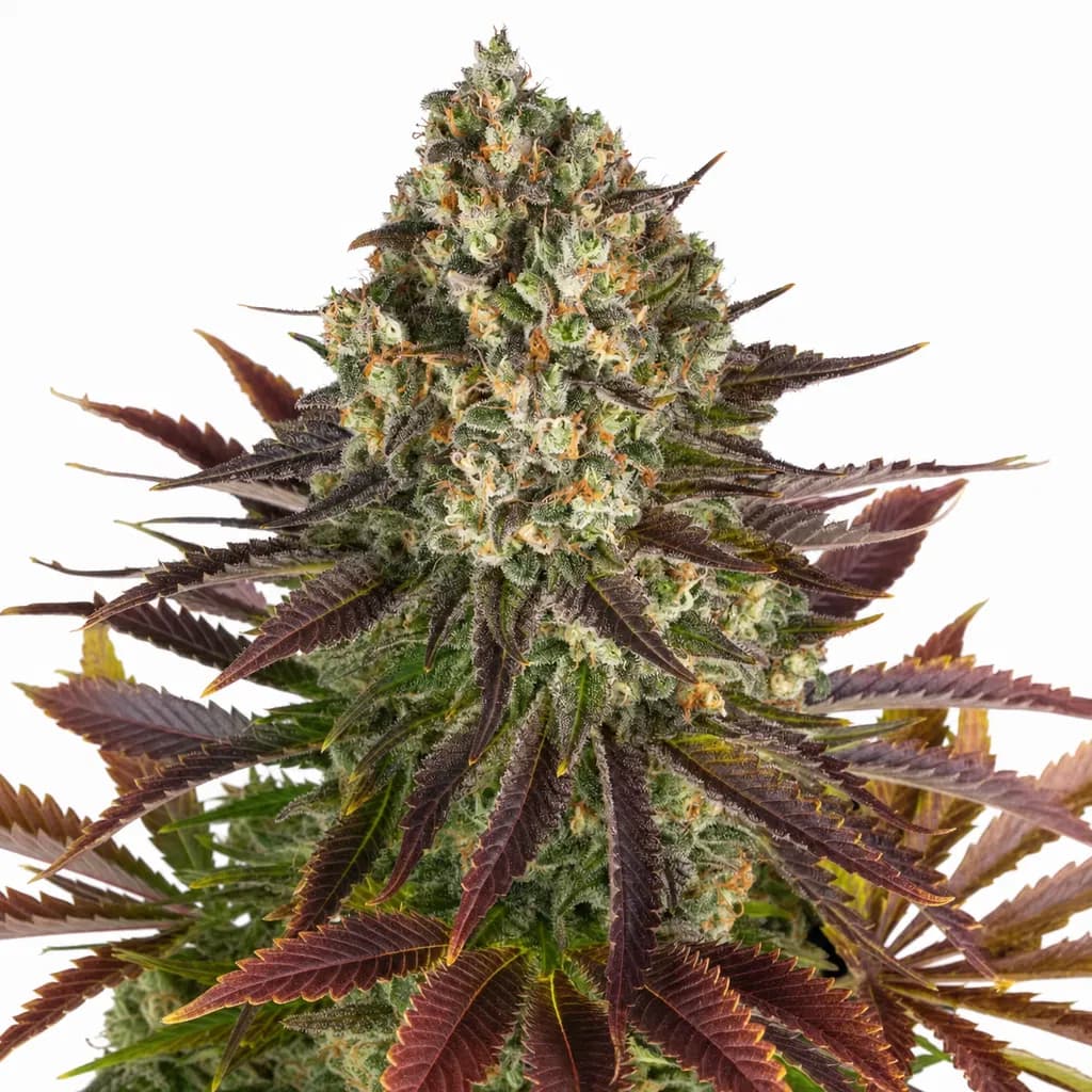 Cannabis der Sorte Biscotti