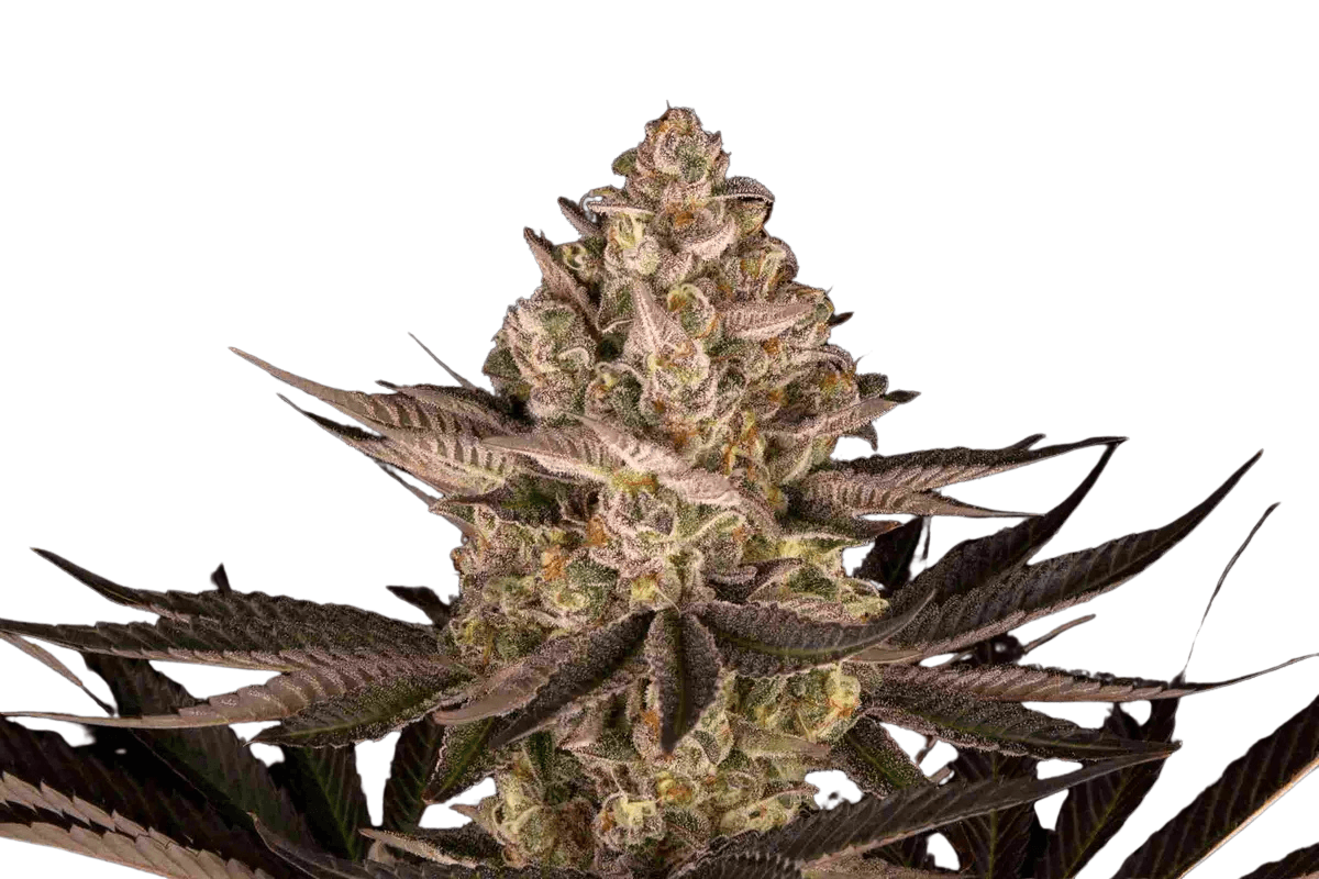 Cannabis der Sorte Biscotti Mintz