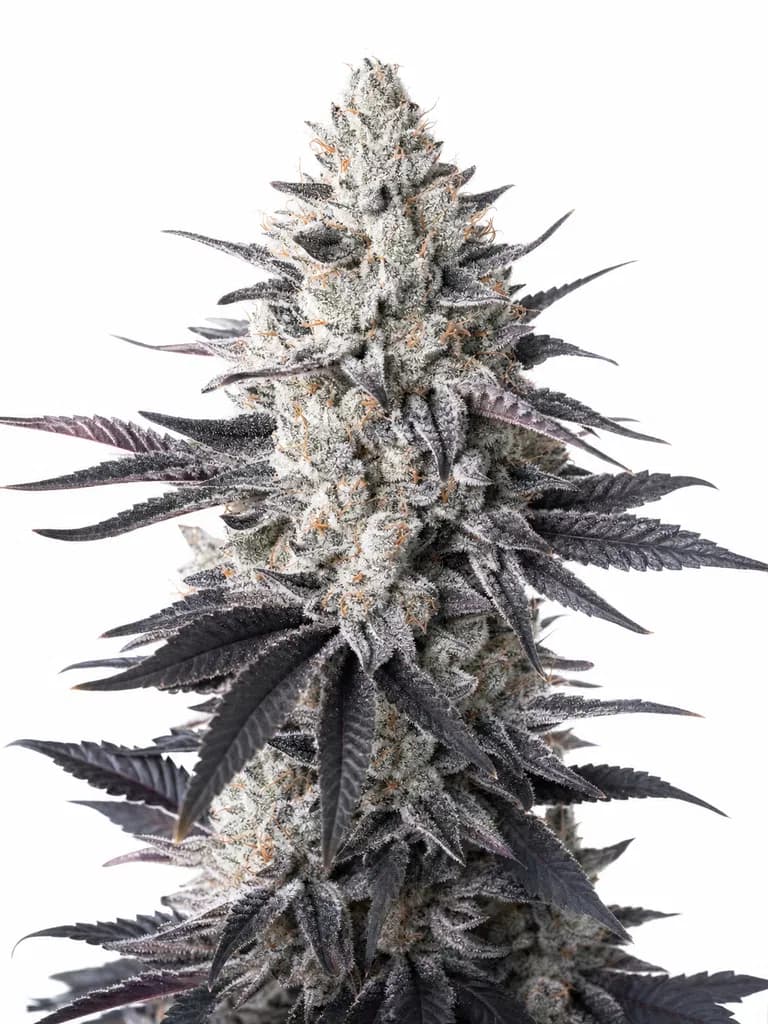 Cannabis der Sorte Biscuit Rntz