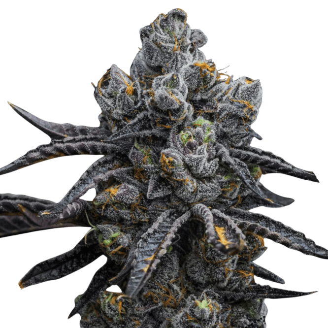 Cannabis der Sorte Black Amber