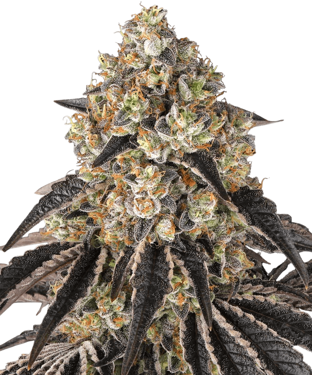 Cannabis der Sorte Black Cherry Gushers