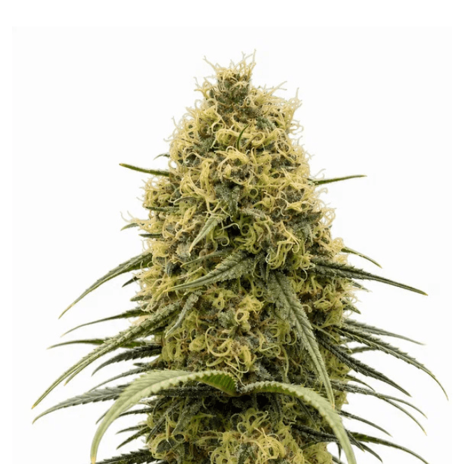 Cannabis der Sorte Black Cherry Pie