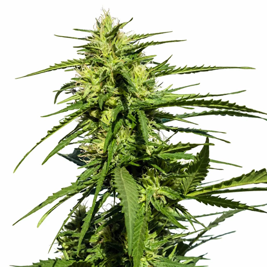 Cannabis der Sorte Black Diamond