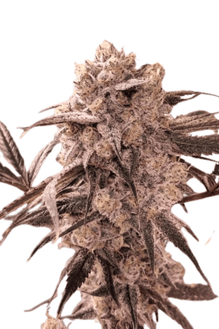 Cannabis der Sorte Black Do-lato