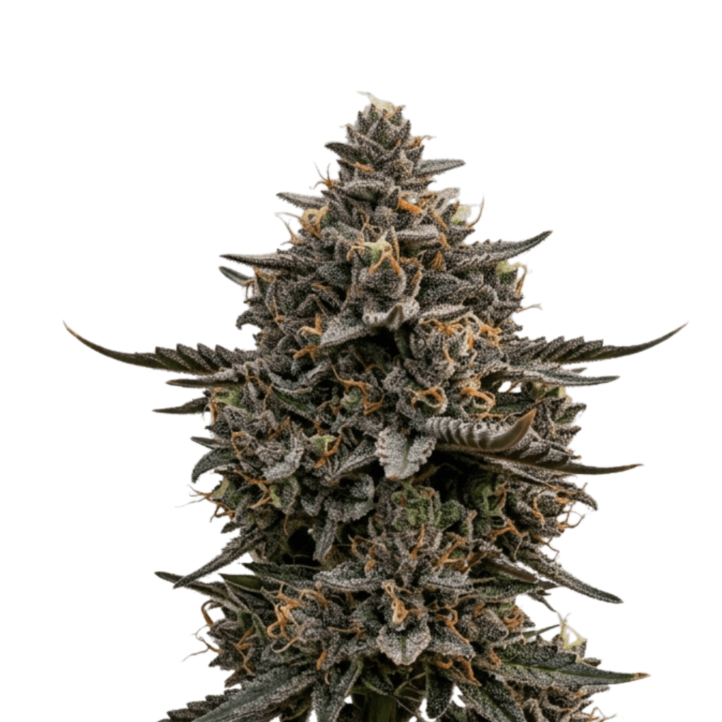 Cannabis der Sorte Black Garlic