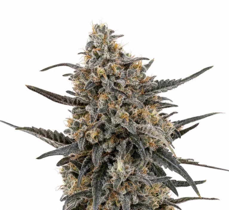 Cannabis der Sorte Black Gas