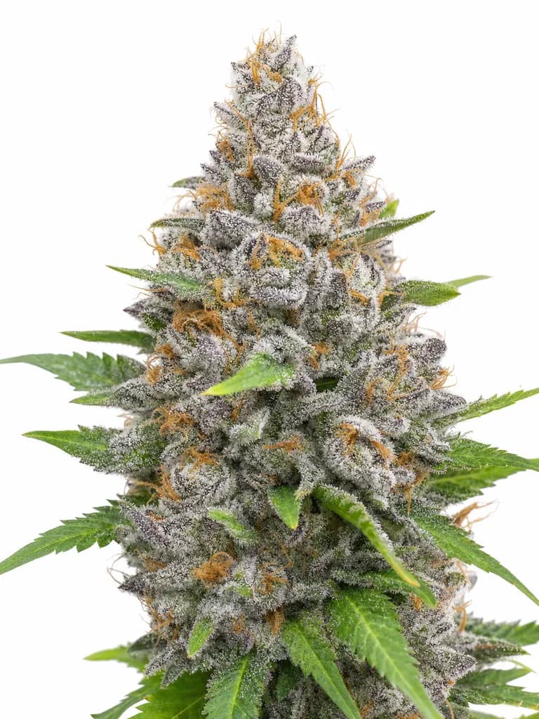 Cannabis der Sorte Black Jelly