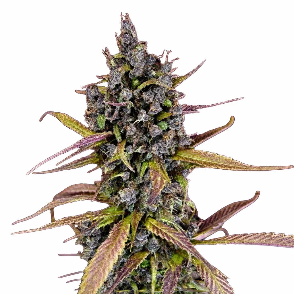 Cannabis der Sorte Black Kush