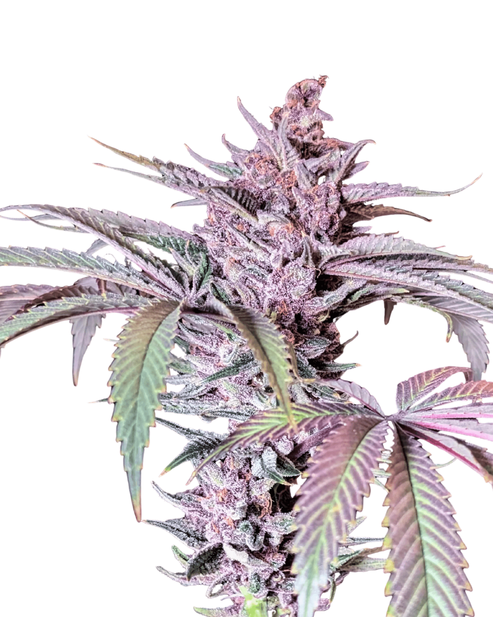 Cannabis der Sorte Black Lavender