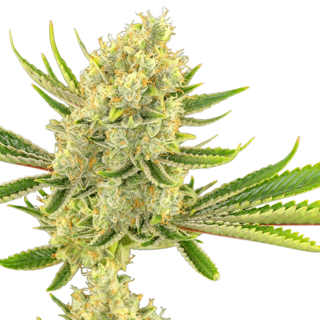 Cannabis der Sorte Black Lime