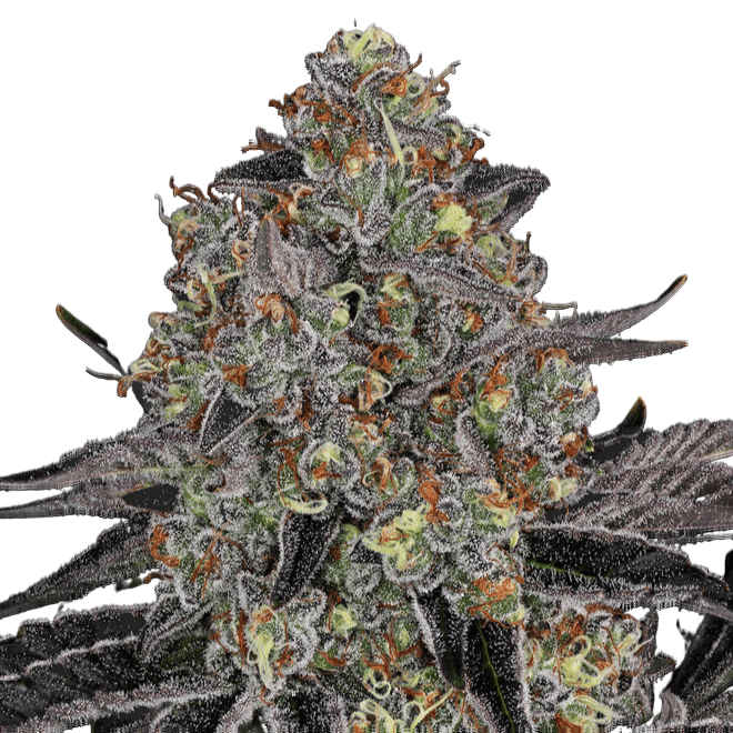 Cannabis der Sorte Black Orchid
