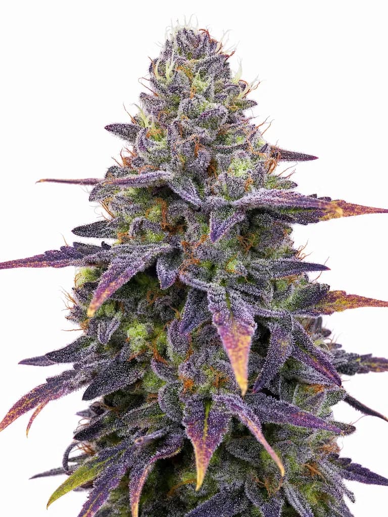 Cannabis der Sorte Black Pineapple