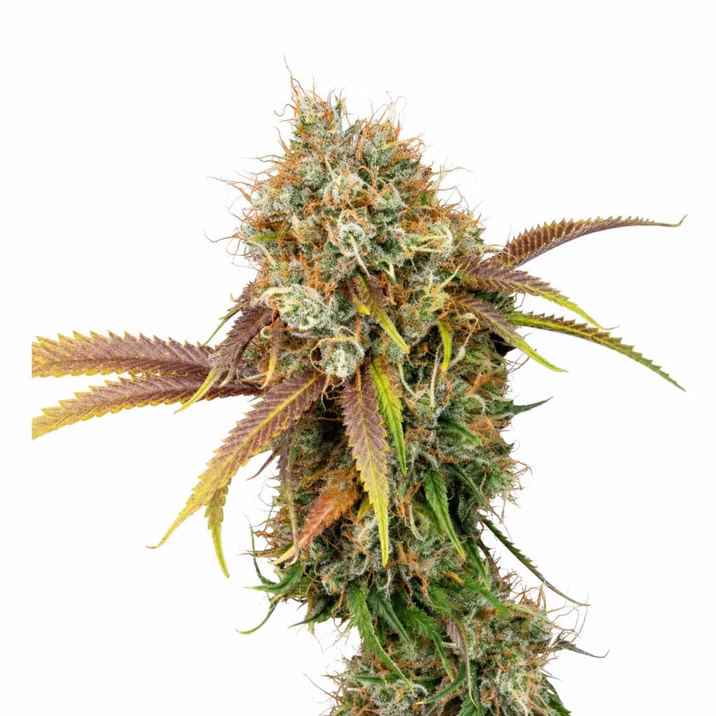 Cannabis der Sorte Black Rainbow