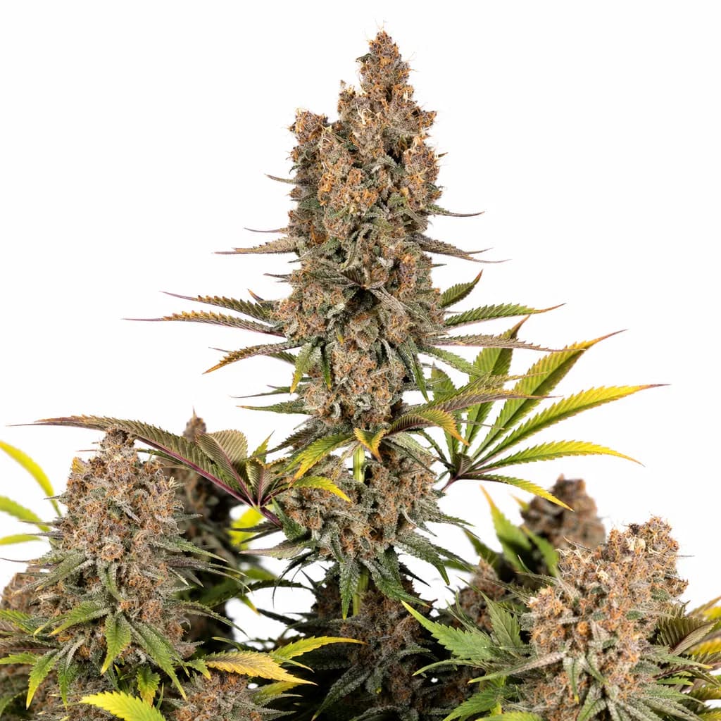 Cannabis der Sorte Black Runtz