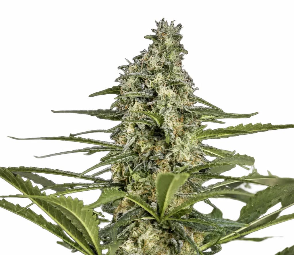 Cannabis der Sorte Black Russian