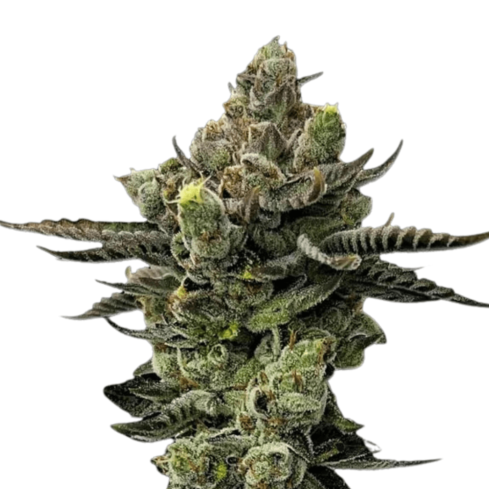 Cannabis der Sorte Black Triangle