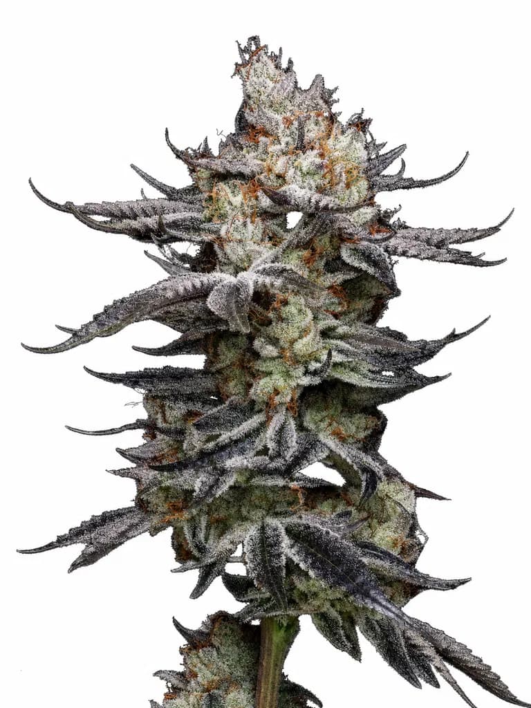 Cannabis der Sorte Black Tuna